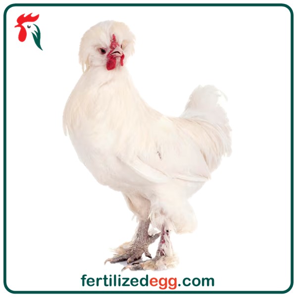 تخم نطفه دار مرغ سلطان 